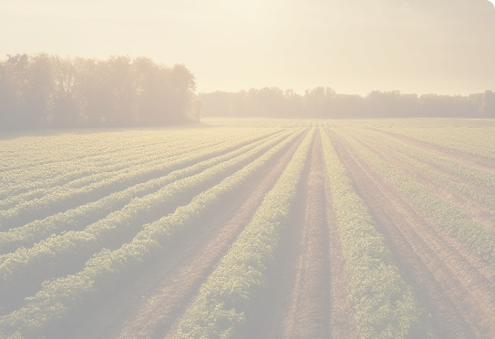 imagem de uma plantaçao